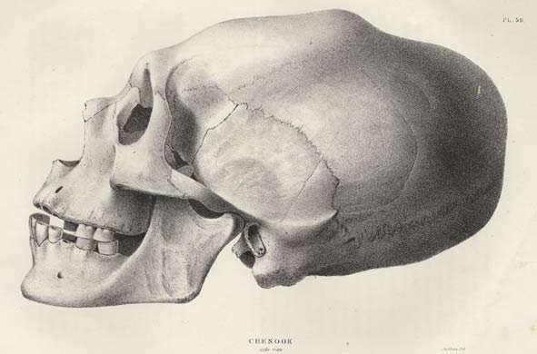 chinook skull