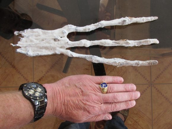 Strange "Alien" Hand Found On The Coast Of Peru