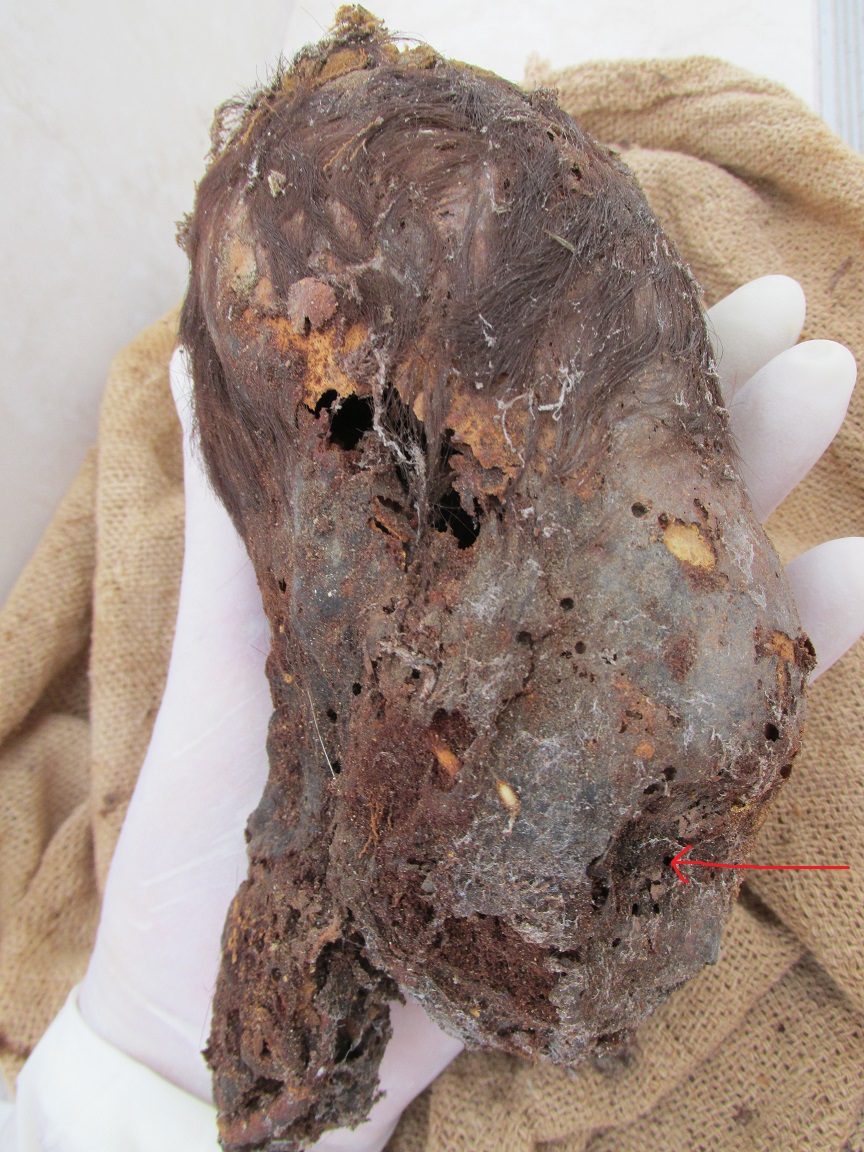 One Of The Strangest Elongated Skulls Found In Peru To Date