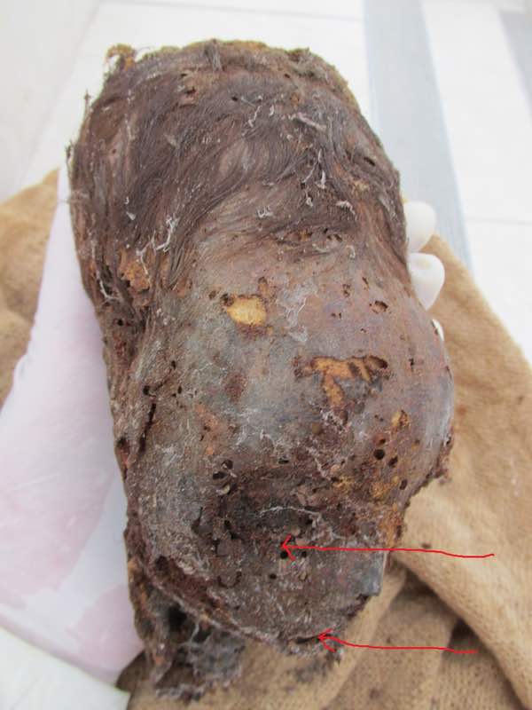 Amazing Paracas Elongated Skull -; New Born Baby