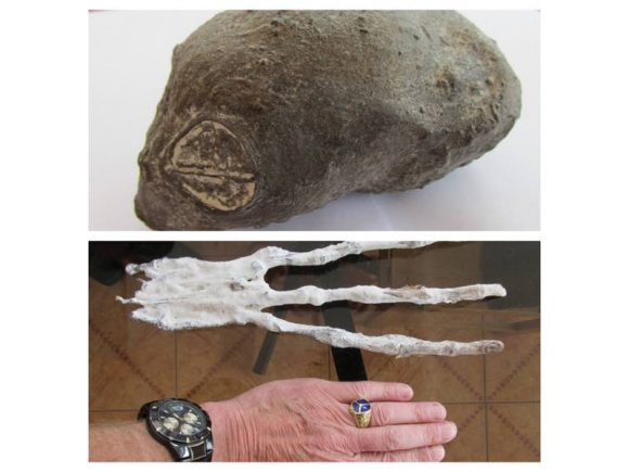 Strange Organic Artifacts Found Near Nazca In Peru: Evidence Of Ancient Unknown Life Forms?